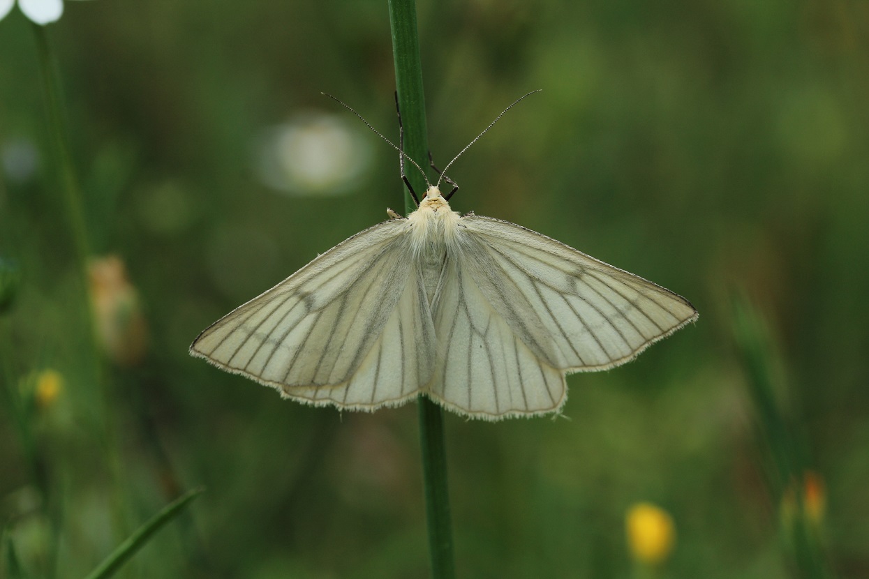 Da id: Siona lineata - Geometridae